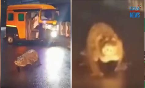 Malaking buwaya, tila 'siga' na naglakad sa kalsada sa .
